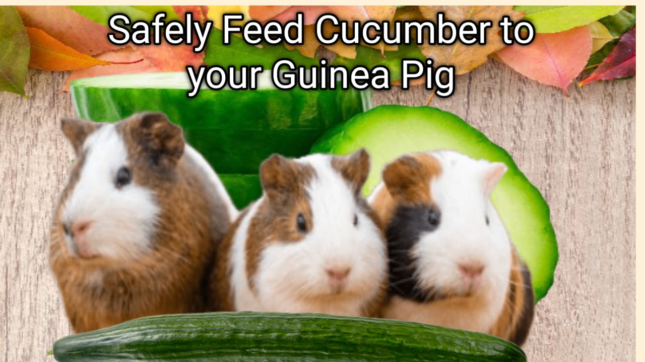 safely feed cucumber to your guinea pig