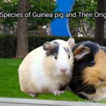 guinea pigs and their native place