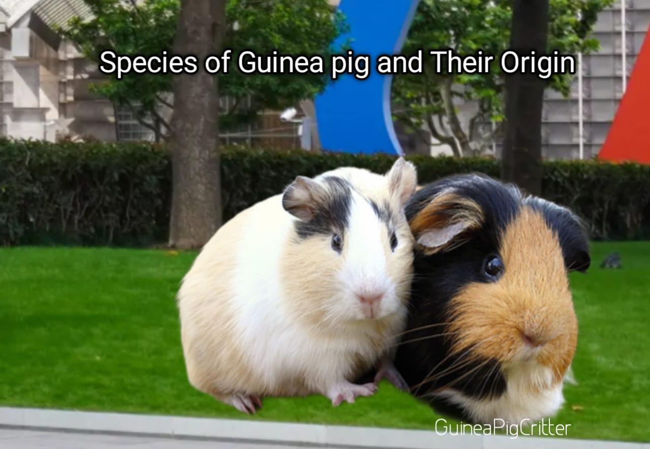 guinea pigs and their native place