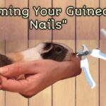 trimming your guinea pig nail