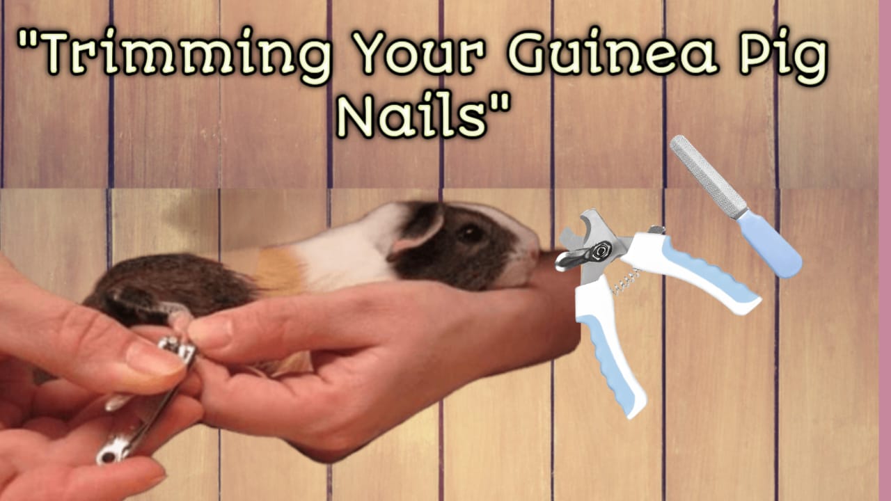 trimming your guinea pig nail