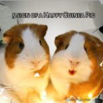 5 sign of a happy guinea pig