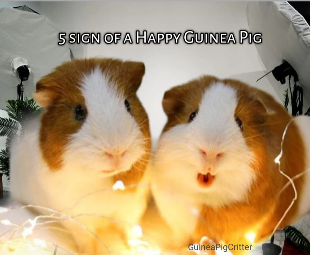 5 sign of a happy guinea pig