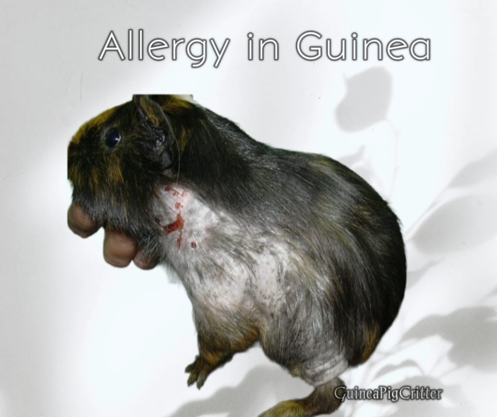 allergy in guinea pig