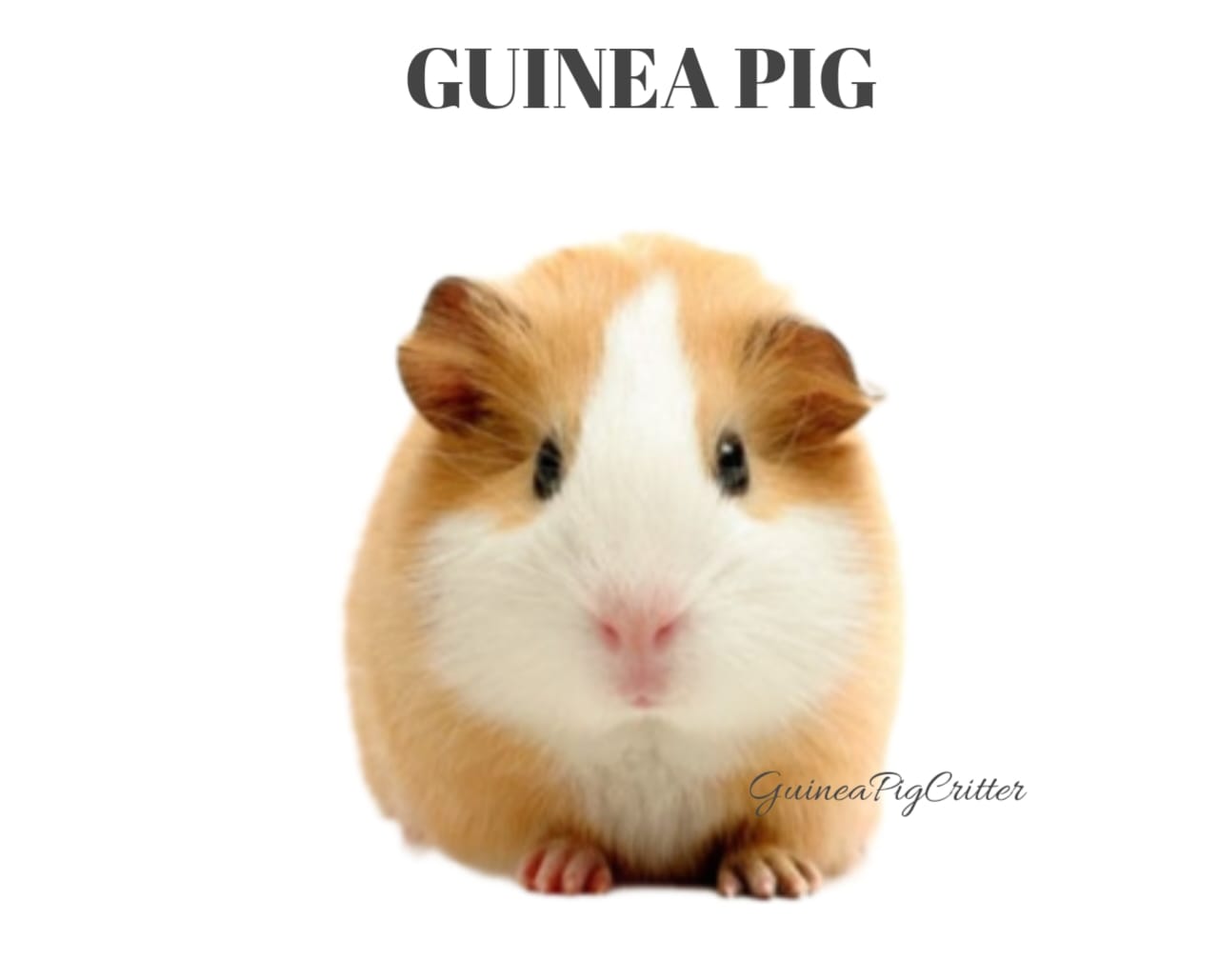 alone guinea pig