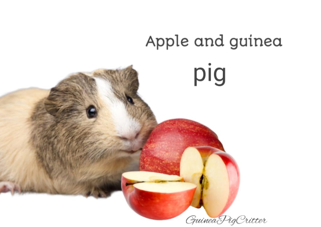 apple and guinea pig