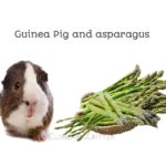 can guinea pig eat asparagus