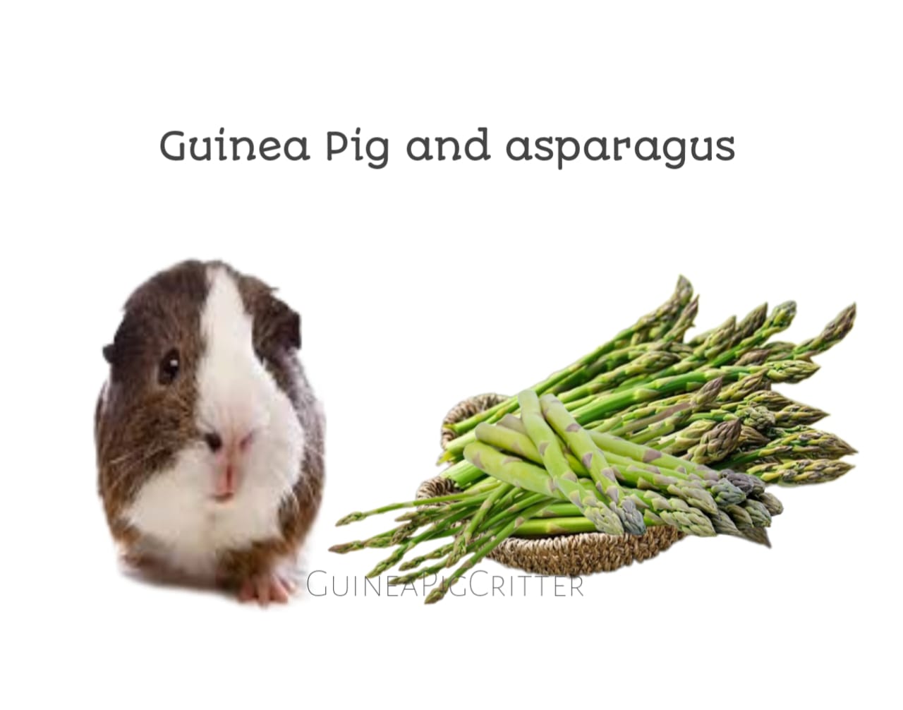 can guinea pig eat asparagus