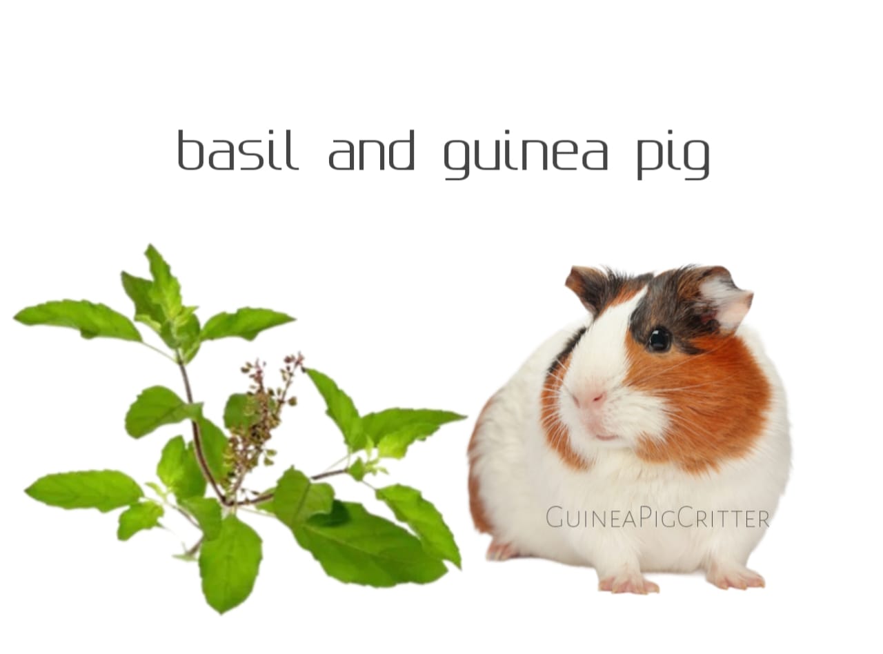 basil and guinea pig