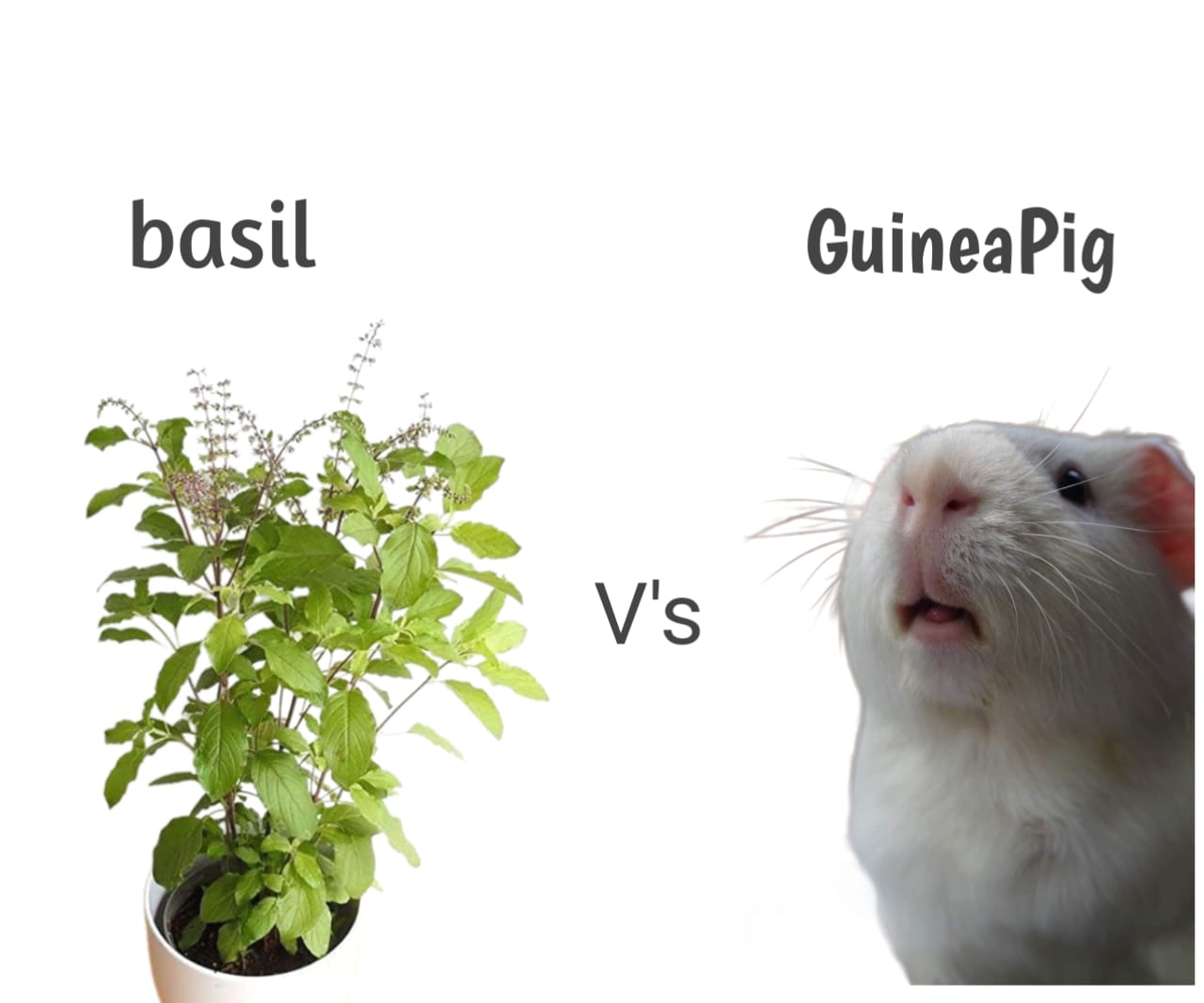 basil and guinea pig