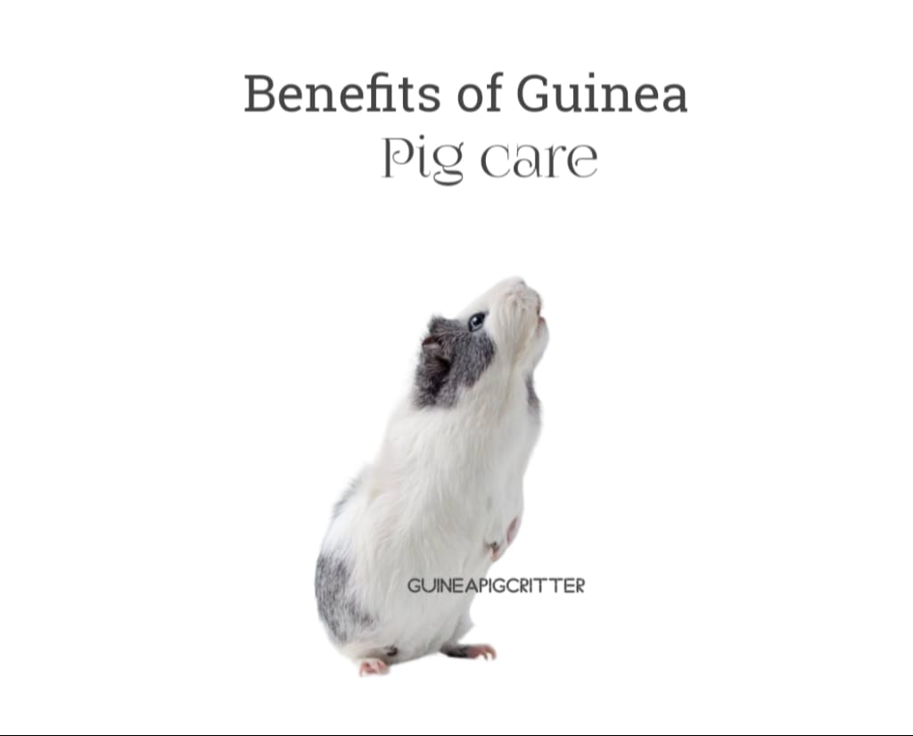 benefits of guinea pig care