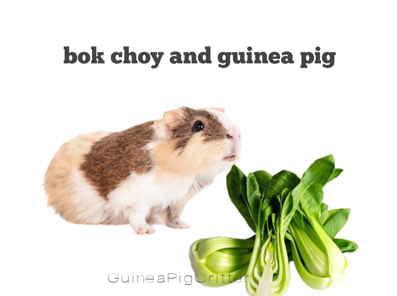 bok choy and guinea pig