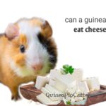 can a guinea pig eat cheese