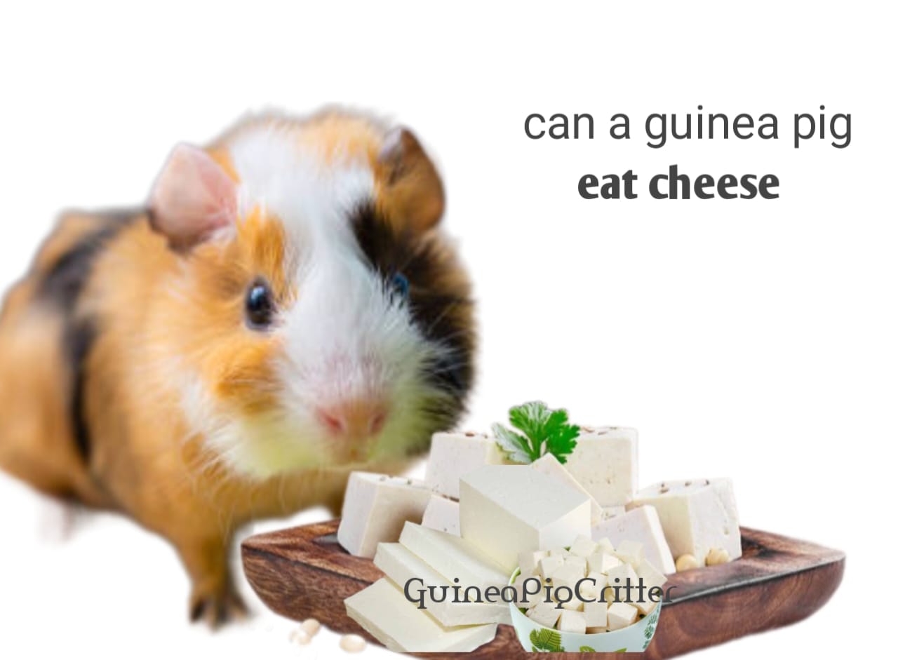 can a guinea pig eat cheese