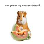 can guinea pig cantaloupe