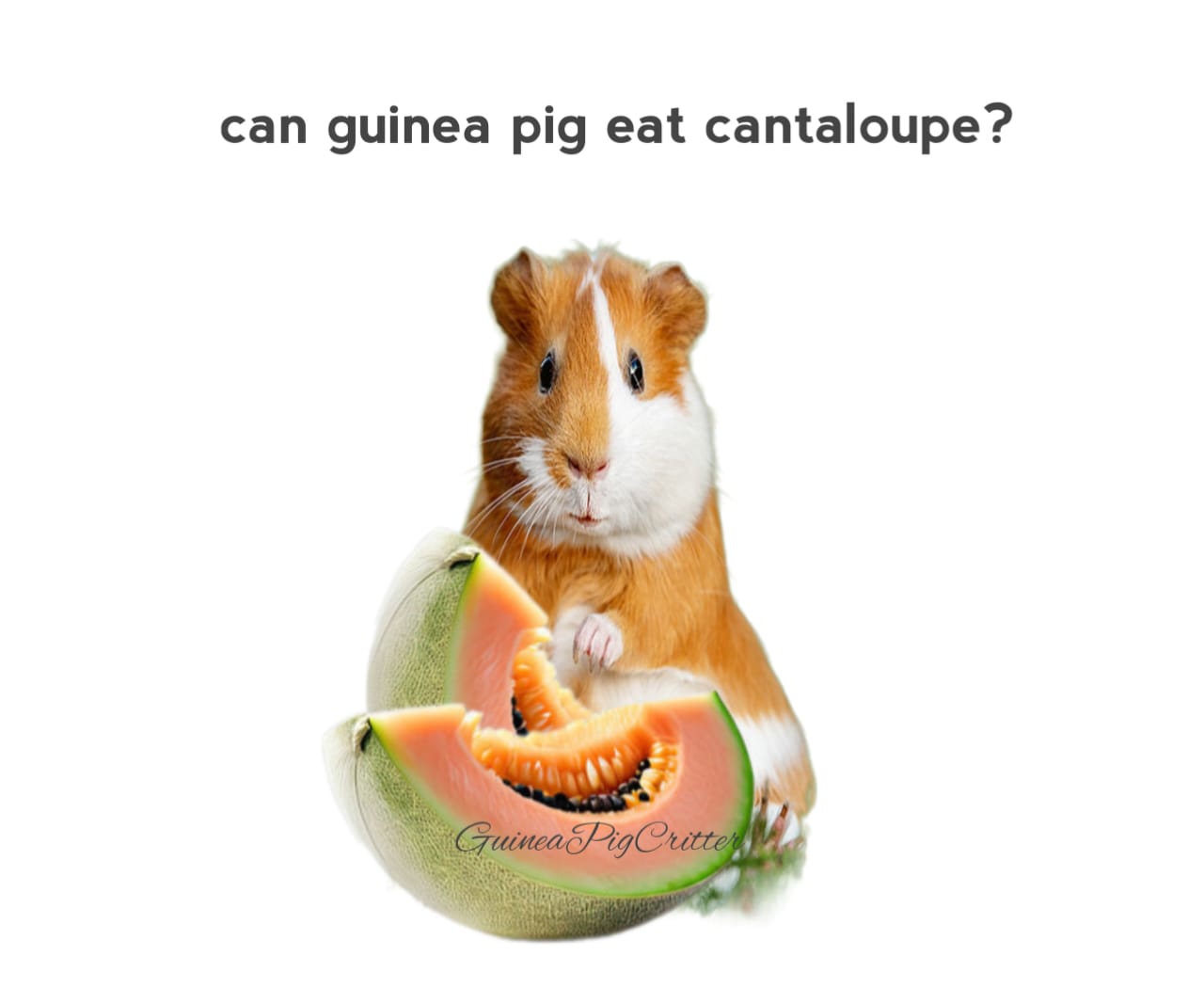 can guinea pig cantaloupe