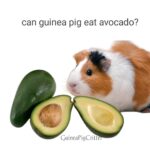 can guinea pig eat avocado