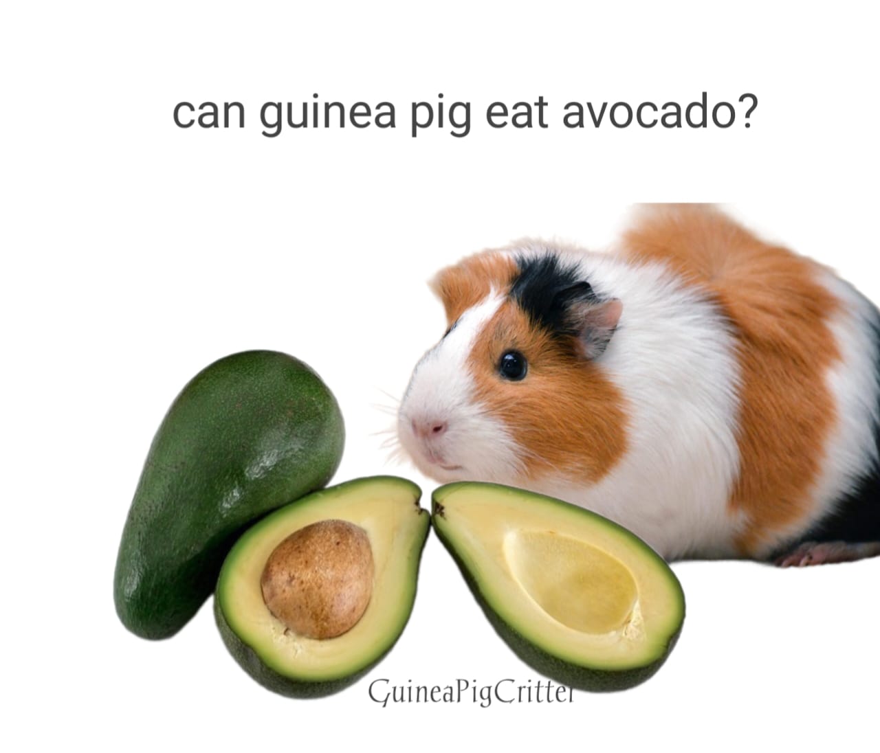 can guinea pig eat avocado