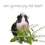 can guinea pig eat basil