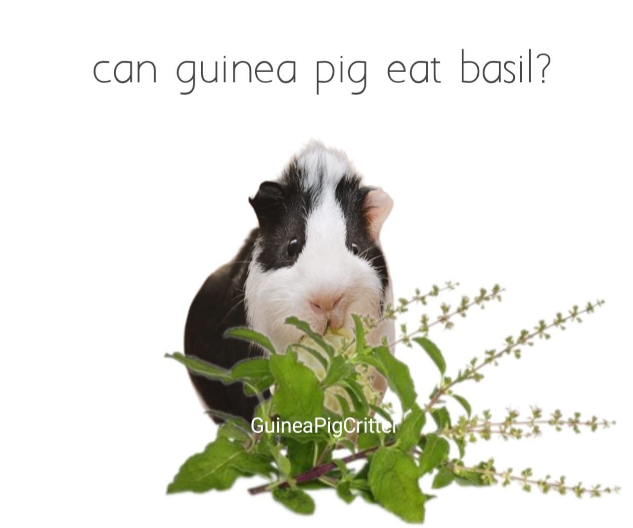 can guinea pig eat basil