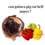 Can guinea pigs eat bell peppers?