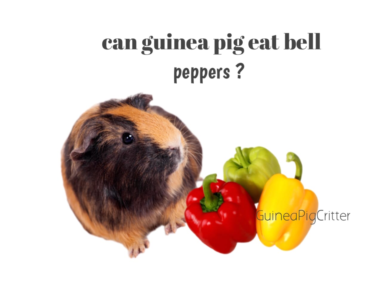 Can guinea pigs eat bell peppers?