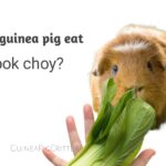 can guinea pig eat bok choy