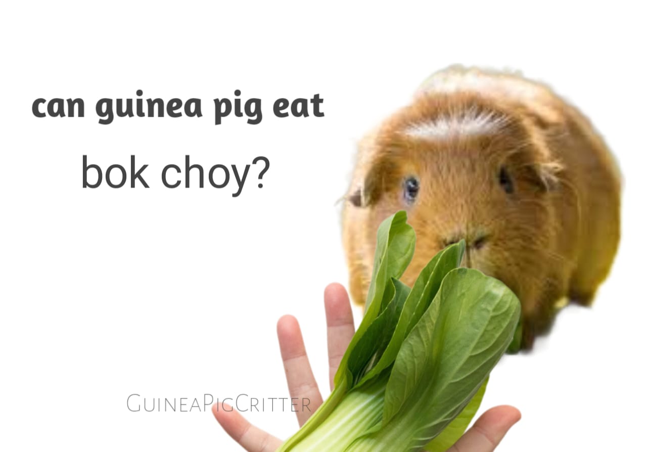 can guinea pig eat bok choy