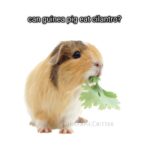 can guinea pig eat cilantro