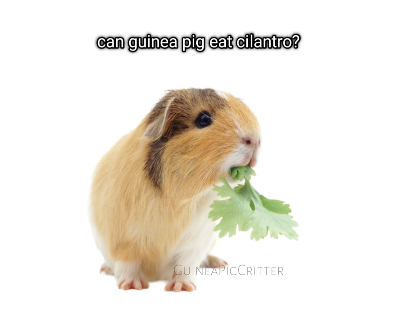 can guinea pig eat cilantro