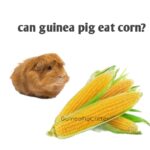 can guinea pig eat corn