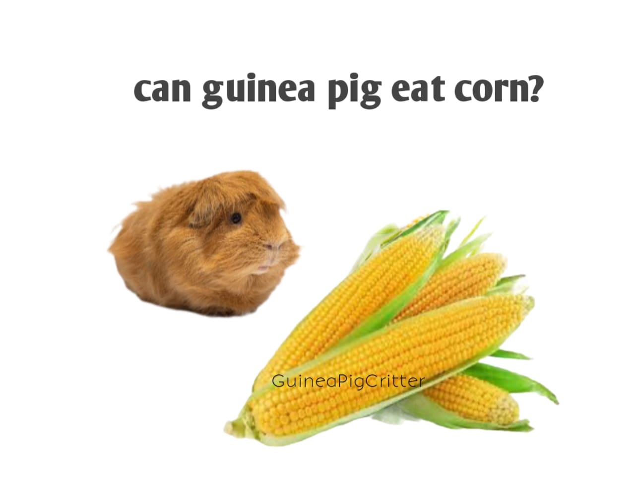 can guinea pig eat corn