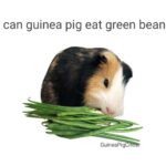 can guinea pig eat green beans