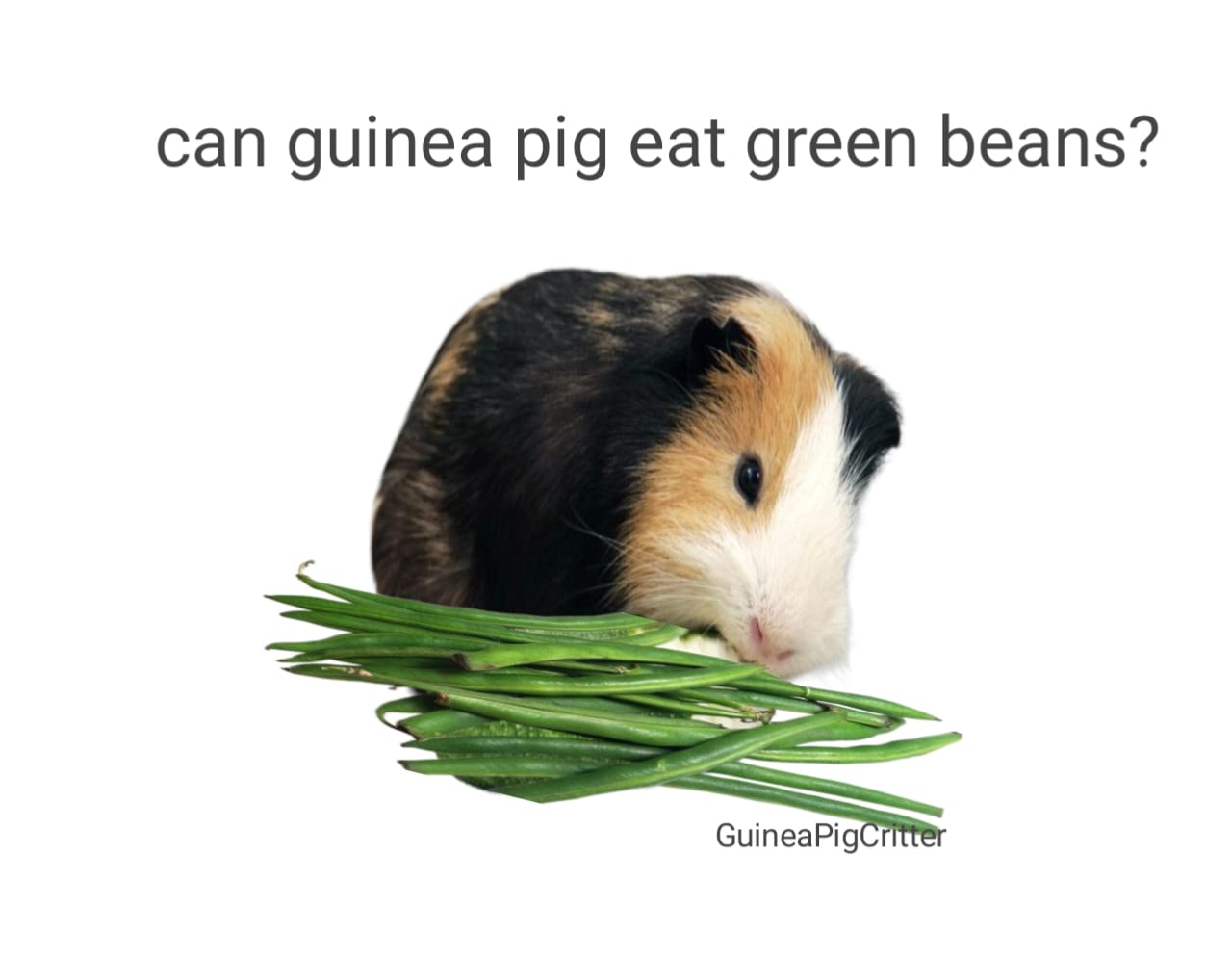 can guinea pig eat green beans