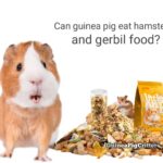 can guinea pig eat hamster and gerbil food