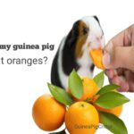 can my guinea pig eat oranges