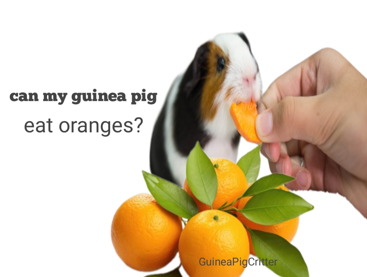 can my guinea pig eat oranges