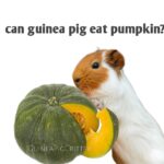 can guinea pig eat pumpkin