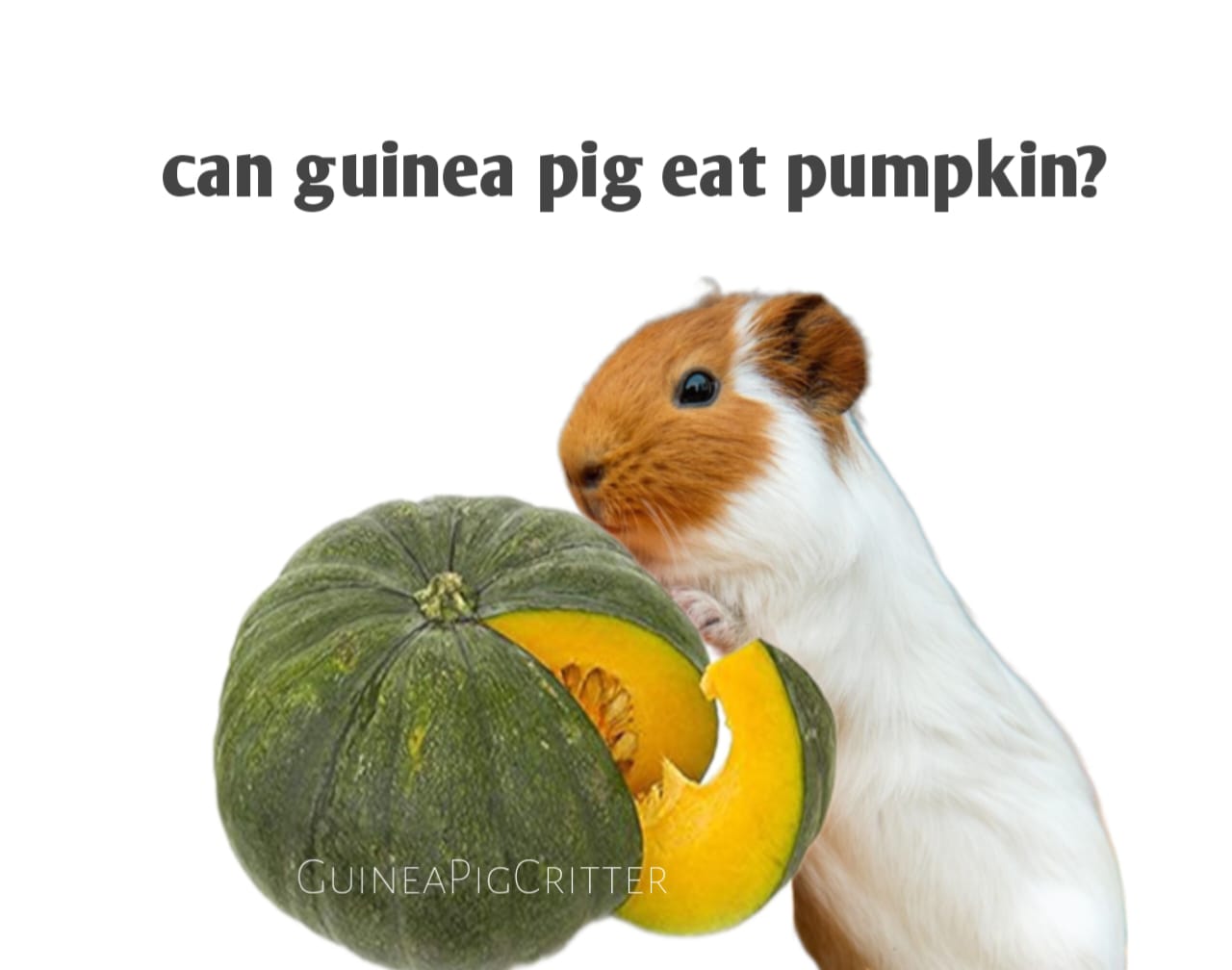 can guinea pig eat pumpkin