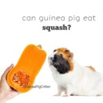 can guinea pig eat squash