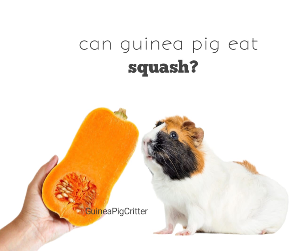 can guinea pig eat squash