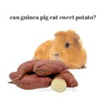 can guinea pig eat sweet potato