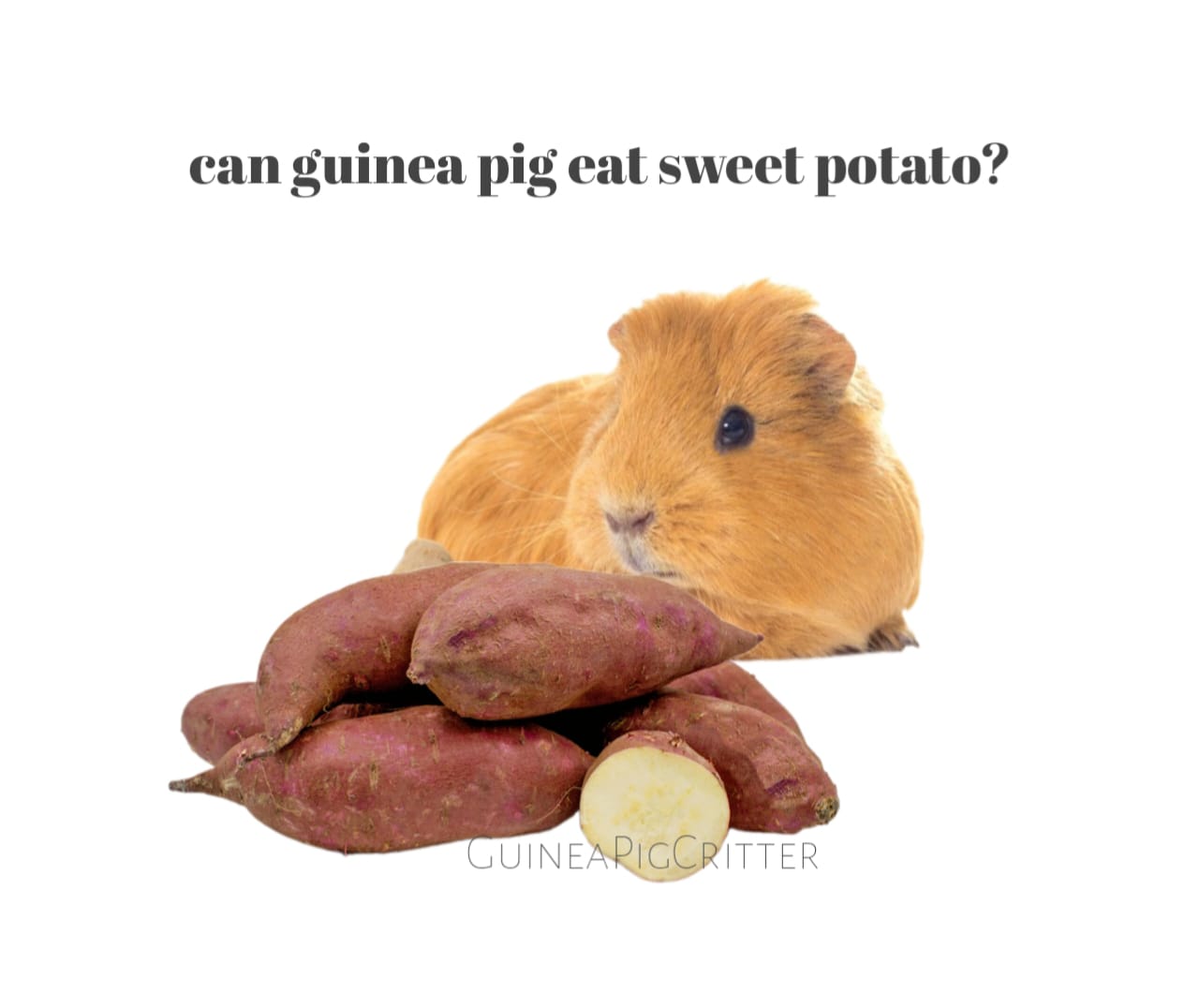 can guinea pig eat sweet potato