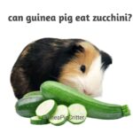 can guinea pig eat zucchini