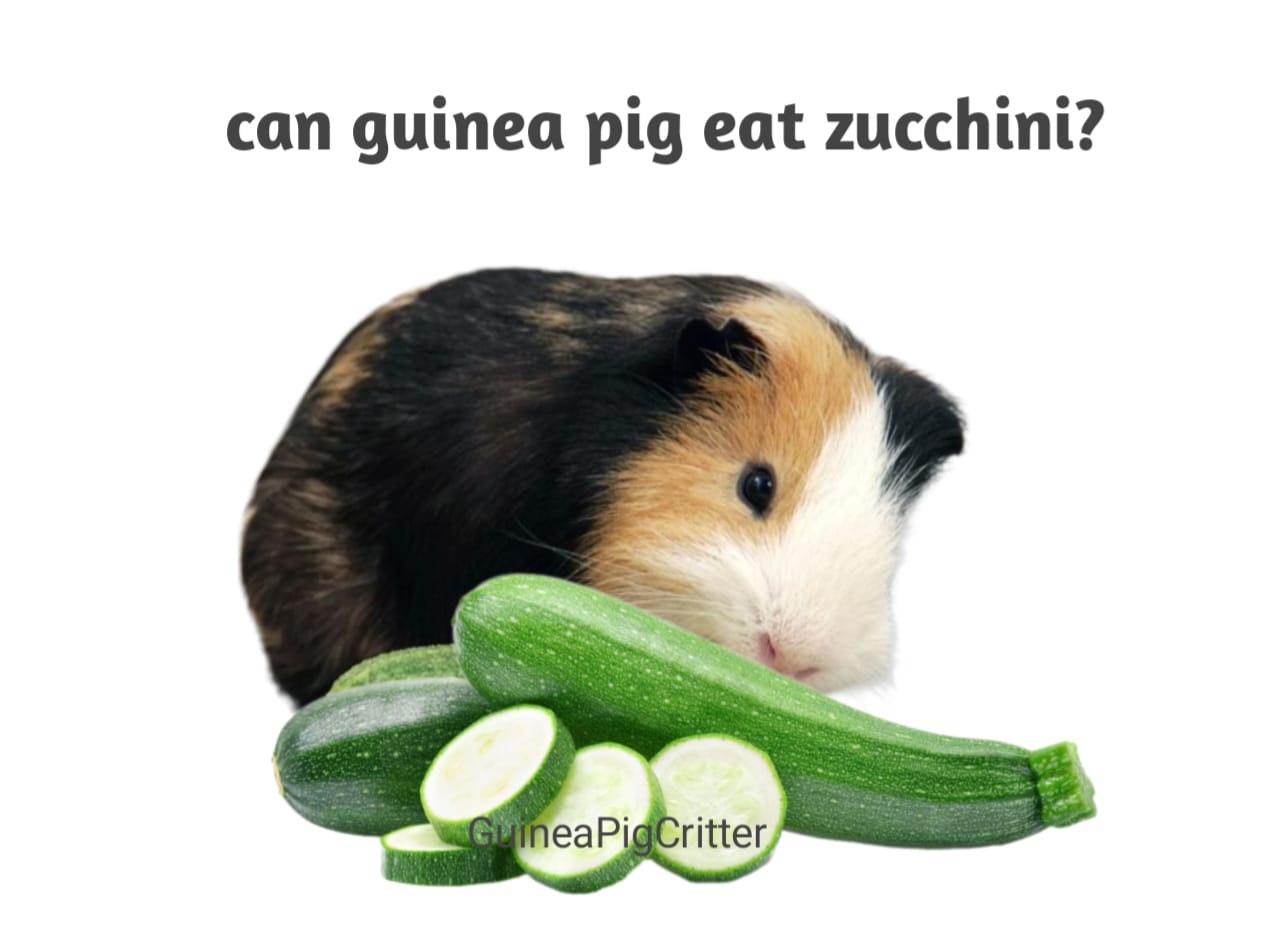 can guinea pig eat zucchini