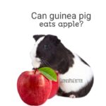 can guinea pig eats apple