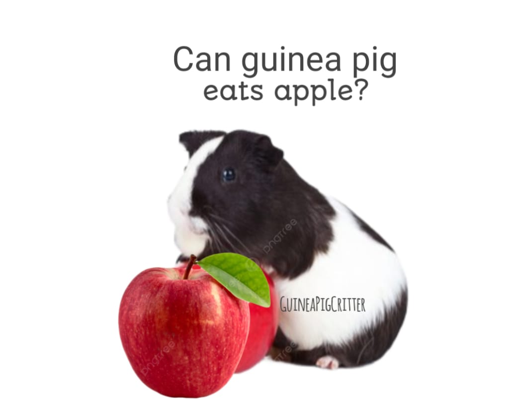 can guinea pig eats apple