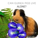 can guinea pig live alone