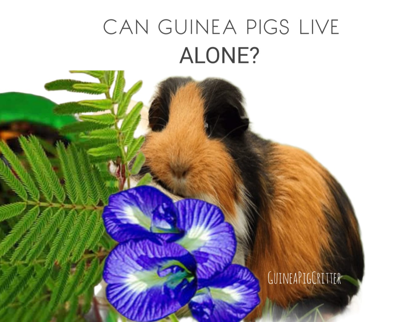 can guinea pig live alone