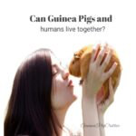 can guinea pigs and humans live together